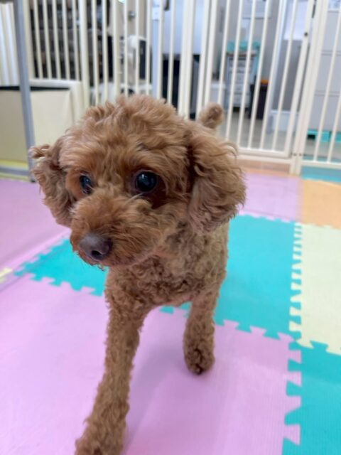 もこちゃん🐶
本日は夕方からスタッフの膝の上に来てくれて撫でて〜と可愛い可愛いアピールをしてきてくれました😍
園内では、モカちゃんやププちゃん達のチームトイプーで匂いを嗅ぎ合ったり、ワンプロを仕掛けあったりして、コミュニケーションをとっていました😆
🐾🐶愛犬のお悩みご相談ください🐶🐾
@kenkohmura_official
↑フォロー待ってます↑
〒955-0091 新潟県三条市上須頃大割428−1
☎︎ 0256-35-2571
✉️ info@kenkohmura.jp
HP: http://kenkohmura.jp
LINE: https://lin.ee/7LIz5sb
#犬幸村#犬の幼稚園 #吠える、噛む #犬のしつけ #トイレ
トイプートイプー可愛いトイプー倶楽部トイプー可愛いすぎるトイプー大好き