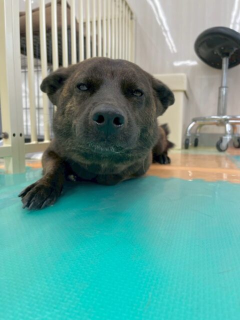 夏紬ちゃん🐶
本日歯磨きトレーニングを開始して1年9ヶ月が経ちました
歯の状態は見える場所は綺麗にキープされていますが、少し奥歯の方が汚れてきているので意識して奥歯まで磨いてあげましょう✊
園内ではコハクちゃんやつむぎちゃん、鶴丸達と走り回ったり、激しいお話し合いを仕掛けあったりして激しい1日を過ごしていました👍
🐾🐶愛犬のお悩みご相談ください🐶🐾
@kenkohmura_official
↑フォロー待ってます↑
〒955-0091 新潟県三条市上須頃大割428−1
☎︎ 0256-35-2571
✉️ info@kenkohmura.jp
HP: http://kenkohmura.jp
LINE: https://lin.ee/7LIz5sb
#犬幸村#犬の幼稚園 #吠える、噛む #犬のしつけ #トイレ
甲斐犬甲斐犬可愛い甲斐犬大好き甲斐犬倶楽部甲斐犬可愛い