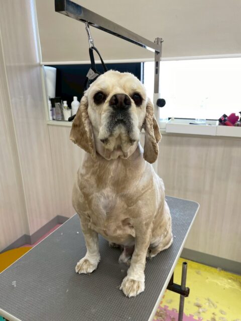 パニちゃん🐶
カットしてスッキリしました✂️
大好きなベンと挨拶したり、遊びに誘っていました✨️
🐾🐶愛犬のお悩みご相談ください🐶🐾
@kenkohmura_official
↑フォロー待ってます↑
〒955-0091 新潟県三条市上須頃大割428−1
☎︎ 0256-35-2571
✉️ info@kenkohmura.jp
HP: http://kenkohmura.jp
LINE: https://lin.ee/7LIz5sb
#犬幸村#犬の幼稚園 #吠える噛む #犬のしつけ #トイレ
アメリカンコッカースパニエル アメリカンコッカースパニエル大好き アメリカンコッカースパニエル可愛い