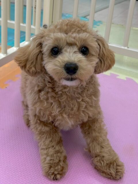 本日初来園の風夾ちゃん🐶
最初はかなり緊張しておりみんなとの距離をかなり感じていましたが、だんだん慣れてきてみんなとの距離感も縮まってきてよかったです👍

お散歩トレーニングでは初めての場所、初めましてのスタッフとのお散歩でしたが、あまり緊張せずにルンルンで歩いてくれて可愛かったです😍

🐾🐶愛犬のお悩みご相談ください🐶🐾
@kenkohmura_official
 ↑フォロー待ってます↑

〒955-0091 新潟県三条市上須頃大割４２８−１
☎︎ 0256-35-2571
✉️ info@kenkohmura.jp
HP: http://kenkohmura.jp
LINE: https://lin.ee/7LIz5sb

#犬幸村#犬の幼稚園 #吠える、噛む #犬のしつけ #トイレ
ミックスミックス犬ミックス犬可愛いミックス犬大好きミックス犬倶楽部