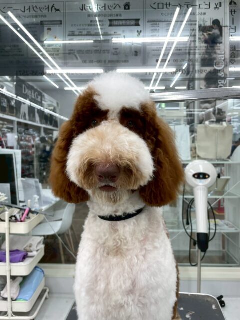 バロンちゃん🐶
本日は朝からマルちゃんやコジロウちゃん、つむぎちゃん達と走り回ったり、激しいワンプロを繰り返し行い、夕方にはみんな疲れていました🤣

🐾🐶愛犬のお悩みご相談ください🐶🐾
@kenkohmura_official
 ↑フォロー待ってます↑

〒955-0091 新潟県三条市上須頃大割４２８−１
☎︎ 0256-35-2571
✉️ info@kenkohmura.jp
HP: http://kenkohmura.jp
LINE: https://lin.ee/7LIz5sb

#犬幸村#犬の幼稚園 #吠える、噛む #犬のしつけ #トイレ
スタンダードプードルスタンダードプードル可愛いスタンダードプードル倶楽部スタンダードプードル可愛いすぎる