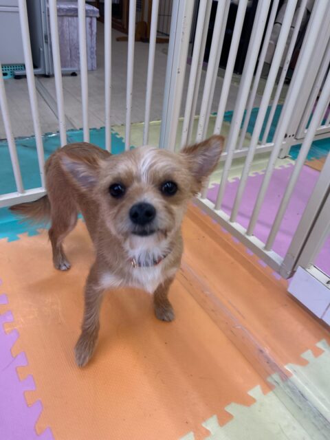 幼稚園体験に来てくれました🐶
最初は緊張していましたが、なれてくるとスタッフにあまえたりしていました🙌
🐾🐶愛犬のお悩みご相談ください🐶🐾
@kenkohmura_official
↑フォロー待ってます↑
〒955-0091 新潟県三条市上須頃大割428−1
☎︎ 0256-35-2571
✉️ info@kenkohmura.jp
HP: http://kenkohmura.jp
LINE: https://lin.ee/7LIz5sb
#犬幸村#犬の幼稚園 #吠える噛む #犬のしつけ #トイレ
ミックス犬 ミックス犬可愛い ミックス犬大好き