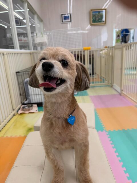 コジロウちゃん🐶
本日はマルちゃんやつむぎちゃん達と追いかけっこをしたり、激しくお話をしあったりして過ごしていました‼️

だんだんニコペットのちびっ子達や来園してきてくれてる子達とも距離が近くなってきていてすごく成長を感じます👍

🐾🐶愛犬のお悩みご相談ください🐶🐾
@kenkohmura_official
 ↑フォロー待ってます↑

〒955-0091 新潟県三条市上須頃大割４２８−１
☎︎ 0256-35-2571
✉️ info@kenkohmura.jp
HP: http://kenkohmura.jp
LINE: https://lin.ee/7LIz5sb

#犬幸村#犬の幼稚園 #吠える、噛む #犬のしつけ #トイレ
ミックスミックス犬ミックス犬可愛いミックス犬大好きミックス犬倶楽部
