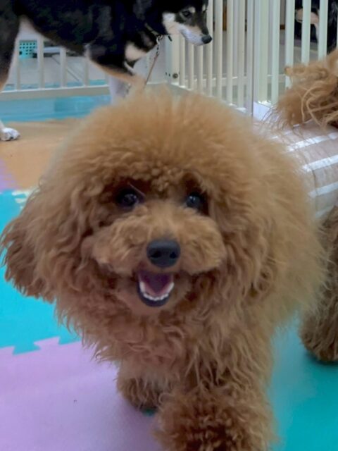 ププちゃん🐶
本日もニコペットのちびっ子達と走り回ったり、みんなでワンプロを激しくしたりして楽しんでいました😆

ちびっ子達と走り回ったりするとかなり疲れるの休み休み遊んでいました👍

🐾🐶愛犬のお悩みご相談ください🐶🐾
@kenkohmura_official
 ↑フォロー待ってます↑

〒955-0091 新潟県三条市上須頃大割４２８−１
☎︎ 0256-35-2571
✉️ info@kenkohmura.jp
HP: http://kenkohmura.jp
LINE: https://lin.ee/7LIz5sb

#犬幸村#犬の幼稚園 #吠える、噛む #犬のしつけ #トイレ
トイプートイプー可愛いトイプー可愛いすぎるトイプー倶楽部