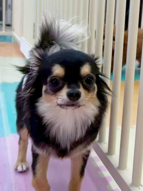 きりまるちゃん&まろちゃん🐶
歯磨きトレーニング開始から1ヶ月が経過しました🦷🪥
お家でも上手に出来ているためとても綺麗な状態を維持できていますね✨この調子で続けていきましょう🙌

今日はきりまるちゃんはつむぎちゃんにおしゃべりをしたり、まろちゃんとプロレスごっこをしていました😆
まろちゃんはゴロー丸ちゃんに挨拶したり、きりちゃんやお店の小さい子達と追いかけっこをしていました😊

🐾🐶愛犬のお悩みご相談ください🐶🐾
@kenkohmura_official
 ↑フォロー待ってます↑

〒955-0091 新潟県三条市上須頃大割４２８−１
☎︎ 0256-35-2571
✉️ info@kenkohmura.jp
HP: http://kenkohmura.jp
LINE: https://lin.ee/7LIz5sb

#犬幸村#犬の幼稚園 #吠える、噛む #犬のしつけ #トイレ
チワワ　ちわわ　チワワだいすき
