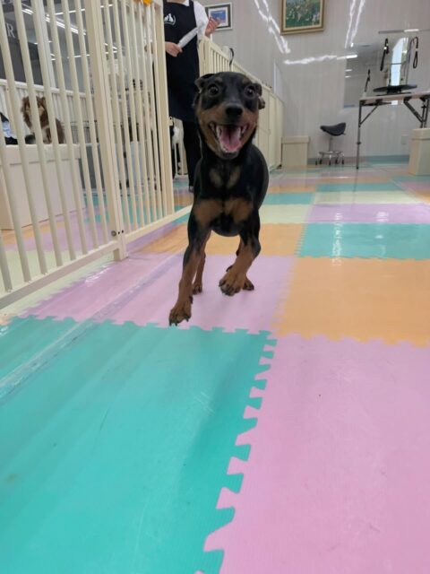 ちょこたんちゃん🐶
本日は大好きな幸ちゃんや、ぽん太達と走り回ったり、みんなでワンプロを激しくしたりして過ごしていました🤭
🐾🐶愛犬のお悩みご相談ください🐶🐾
@kenkohmura_official
↑フォロー待ってます↑
〒955-0091 新潟県三条市上須頃大割428−1
☎︎ 0256-35-2571
✉️ info@kenkohmura.jp
HP: http://kenkohmura.jp
LINE: https://lin.ee/7LIz5sb
#犬幸村#犬の幼稚園 #吠える、噛む #犬のしつけ #トイレ
ミニピンミニピン可愛いミニピン大好きミニピン倶楽部ミニピン可愛いすぎる