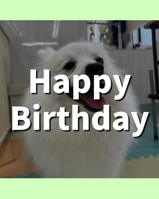 幸ちゃん🐶
お誕生日おめでとうございます🎂👏🏻
仲良しのちょこたんちゃんと楽しそうに遊んだりスタッフにあまえたりしていました🎶
🐾🐶愛犬のお悩みご相談ください🐶🐾
@kenkohmura_official
↑フォロー待ってます↑
〒955-0091 新潟県三条市上須頃大割428−1
☎︎ 0256-35-2571
✉️ info@kenkohmura.jp
HP: http://kenkohmura.jp
LINE: https://lin.ee/7LIz5sb
#犬幸村#犬の幼稚園 #吠える噛む #犬のしつけ #トイレ
スピッツ スピッツ可愛い スピッツ大好き