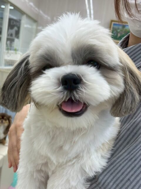 マルちゃん🐶
本日はバロンちゃんやきりまるちゃん、ププちゃん、コジロウちゃん達と走り回ったり、みんなで激しいワンプロを仕掛けあったりして過ごしていました😆

🐾🐶愛犬のお悩みご相談ください🐶🐾
@kenkohmura_official
 ↑フォロー待ってます↑

〒955-0091 新潟県三条市上須頃大割４２８−１
☎︎ 0256-35-2571
✉️ info@kenkohmura.jp
HP: http://kenkohmura.jp
LINE: https://lin.ee/7LIz5sb

#犬幸村#犬の幼稚園 #吠える、噛む #犬のしつけ #トイレ
シーズーシーズー可愛いシーズー大好きシーズー倶楽部シーズー可愛いすぎる