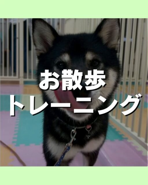 お散歩トレーニング講習会🐶
本日もたくさんの方にご参加いただきました😆
次回の開催は決まり次第お知らせします😆
🐾🐶愛犬のお悩みご相談ください🐶🐾
@kenkohmura_official
↑フォロー待ってます↑
〒955-0091 新潟県三条市上須頃大割428−1
☎︎ 0256-35-2571
✉️ info@kenkohmura.jp
HP: http://kenkohmura.jp
LINE: https://lin.ee/7LIz5sb
#犬幸村#犬の幼稚園 #吠える、噛む #犬のしつけ #トイレ