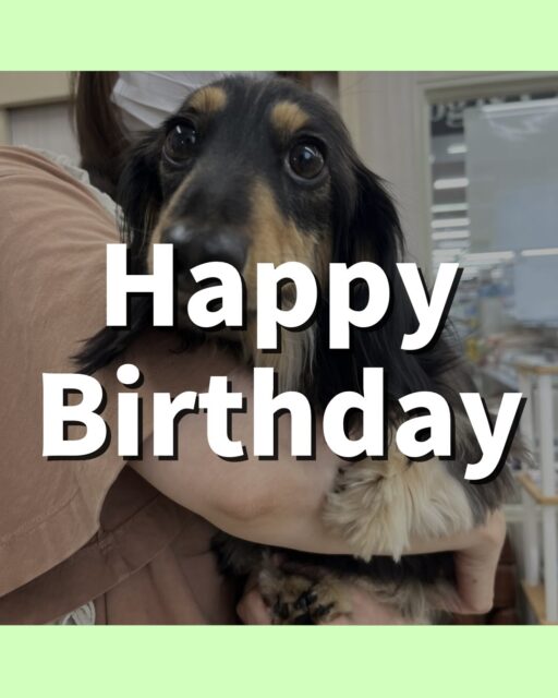 カルムちゃん🐶
2歳のお誕生日おめでとうございます🎂꙳︎︎ ⟡
🐾🐶愛犬のお悩みご相談ください🐶🐾
@kenkohmura_official
↑フォロー待ってます↑
〒955-0091 新潟県三条市上須頃大割428−1
☎︎ 0256-35-2571
✉️ info@kenkohmura.jp
HP: http://kenkohmura.jp
LINE: https://lin.ee/7LIz5sb
#犬幸村#犬の幼稚園 #吠える噛む #犬のしつけ #トイレ
カニヘンダックス カニヘンダックス可愛い カニヘンダックス大好き