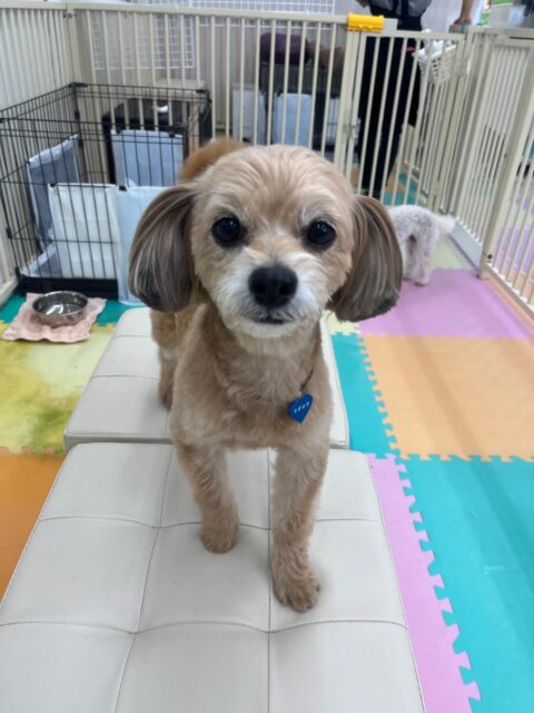 コジロウちゃん🐶
ニコペットにいるチワワちゃんが気に入ったみたいで追いかけたりしていました😊
お散歩トレーニングでは吠えることなく上手に歩いていました✨️
🐾🐶愛犬のお悩みご相談ください🐶🐾
@kenkohmura_official
↑フォロー待ってます↑
〒955-0091 新潟県三条市上須頃大割428−1
☎︎ 0256-35-2571
✉️ info@kenkohmura.jp
HP: http://kenkohmura.jp
LINE: https://lin.ee/7LIz5sb
#犬幸村#犬の幼稚園 #吠える噛む #犬のしつけ #トイレ
ミックス犬 ミックス犬可愛い ミックス犬大好き