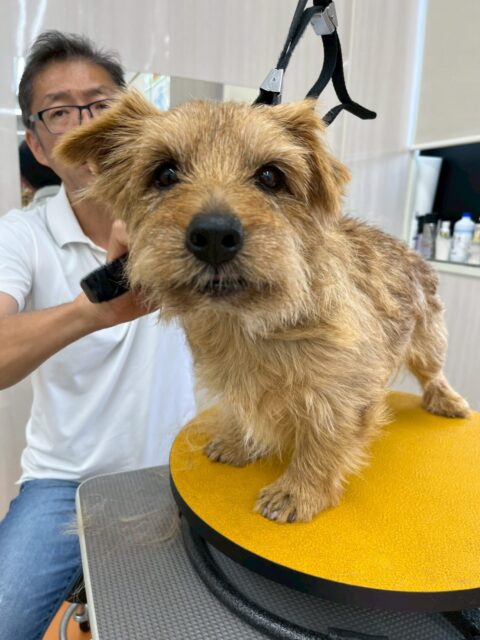 ゴローちゃん🐶
今日もお利口さんにプラッキングさせてくれました👏
🐾🐶愛犬のお悩みご相談ください🐶🐾
@kenkohmura_official
↑フォロー待ってます↑
〒955-0091 新潟県三条市上須頃大割428−1
☎︎ 0256-35-2571
✉️ info@kenkohmura.jp
HP: http://kenkohmura.jp
LINE: https://lin.ee/7LIz5sb
#犬幸村#犬の幼稚園 #吠える、噛む #犬のしつけ #トイレ
ノーフォークテリア ノーフォークテリアだいすき ノーフォークテリアのいる暮らし