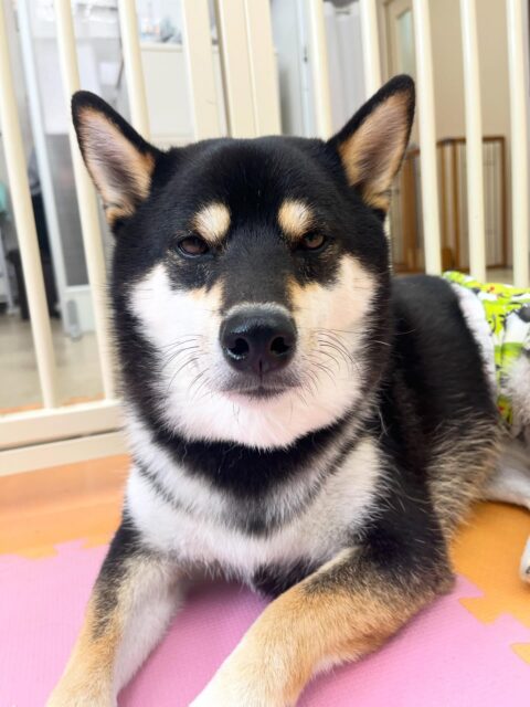 北斗ちゃん🐶
柵越しでベンと挨拶したり、寅丸ちゃんと一緒にヒップアタックをしていました☺️
服の練習今日は飼い主さんと一緒に行いました!
上手にできていました👏
🐾🐶愛犬のお悩みご相談ください🐶🐾
@kenkohmura_official
↑フォロー待ってます↑
〒955-0091 新潟県三条市上須頃大割428−1
☎︎ 0256-35-2571
✉️ info@kenkohmura.jp
HP: http://kenkohmura.jp
LINE: https://lin.ee/7LIz5sb
#犬幸村#犬の幼稚園 #吠える噛む #犬のしつけ #トイレ
黒柴 黒柴可愛い 黒柴大好き