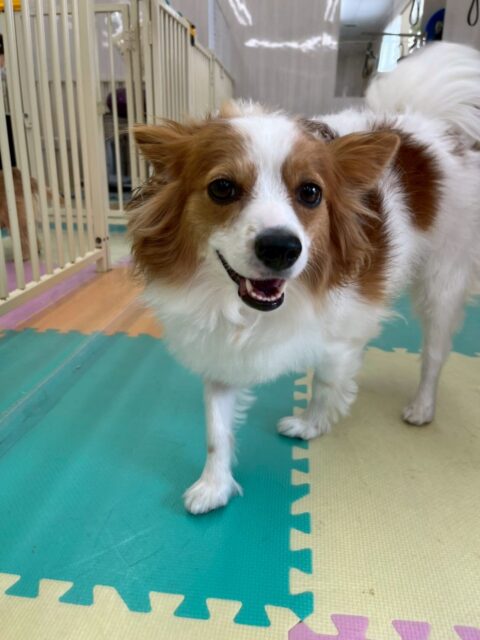 マロンちゃん🐶
リラちゃんと匂いを嗅いだり、みんなで挨拶をしあったりして過ごしていました👍
マロンちゃん、リラちゃんのお互いの動画には必ずお互い写っているのでまるで姉妹のようでした🤭
🐾🐶愛犬のお悩みご相談ください🐶🐾
@kenkohmura_official
↑フォロー待ってます↑
〒955-0091 新潟県三条市上須頃大割428−1
☎︎ 0256-35-2571
✉️ info@kenkohmura.jp
HP: http://kenkohmura.jp
LINE: https://lin.ee/7LIz5sb
#犬幸村#犬の幼稚園 #吠える、噛む #犬のしつけ #トイレ
パピヨンパピヨン可愛いパピヨン大好きパピヨン倶楽部