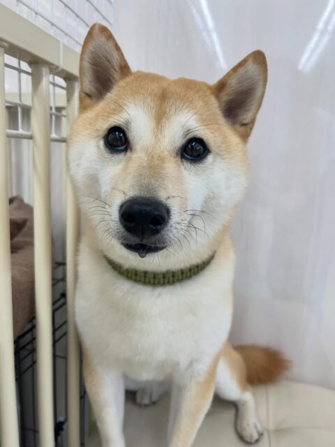 寅丸ちゃん🐶
北斗ちゃんと一緒にヒップアタックをスタッフにしていました😊
お散歩トレーニングでは上手に歩いていました👏
🐾🐶愛犬のお悩みご相談ください🐶🐾
@kenkohmura_official
↑フォロー待ってます↑
〒955-0091 新潟県三条市上須頃大割428−1
☎︎ 0256-35-2571
✉️ info@kenkohmura.jp
HP: http://kenkohmura.jp
LINE: https://lin.ee/7LIz5sb
#犬幸村#犬の幼稚園 #吠える噛む #犬のしつけ #トイレ
豆柴 豆柴可愛い 豆柴大好き