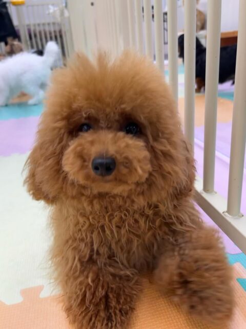ププちゃん🐶
ニコペットにいる子達と楽しそうに遊んでいました✨️
お散歩トレーニングではルンルンで楽しそうに歩いていました🎶
🐾🐶愛犬のお悩みご相談ください🐶🐾
@kenkohmura_official
↑フォロー待ってます↑
〒955-0091 新潟県三条市上須頃大割428−1
☎︎ 0256-35-2571
✉️ info@kenkohmura.jp
HP: http://kenkohmura.jp
LINE: https://lin.ee/7LIz5sb
#犬幸村#犬の幼稚園 #吠える噛む #犬のしつけ #トイレ
トイプードル トイプードル大好き トイプードル可愛い