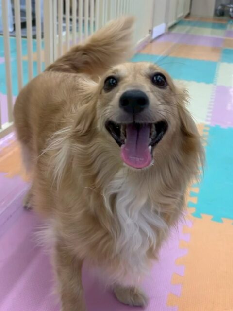 ココアちゃん🐶
仲良しのベンに遊ぼ〜とアピールしたりニコペットにいる子達と走り回ったりしていました😆
🐾🐶愛犬のお悩みご相談ください🐶🐾
@kenkohmura_official
↑フォロー待ってます↑
〒955-0091 新潟県三条市上須頃大割428−1
☎︎ 0256-35-2571
✉️ info@kenkohmura.jp
HP: http://kenkohmura.jp
LINE: https://lin.ee/7LIz5sb
#犬幸村#犬の幼稚園 #吠える噛む #犬のしつけ #トイレ
ミックス犬 ミックス犬可愛い ミックス犬大好き