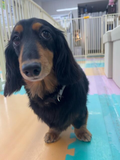 クッキーちゃん🐶
コジロウちゃんと挨拶したり、午後からはのんびり過ごしていました😁
🐾🐶愛犬のお悩みご相談ください🐶🐾
@kenkohmura_official
↑フォロー待ってます↑
〒955-0091 新潟県三条市上須頃大割428−1
☎︎ 0256-35-2571
✉️ info@kenkohmura.jp
HP: http://kenkohmura.jp
LINE: https://lin.ee/7LIz5sb
#犬幸村#犬の幼稚園 #吠える噛む #犬のしつけ #トイレ
ミニチュアダックスフンド ミニチュアダックスフンド可愛い ミニチュアダックスフンド大好き