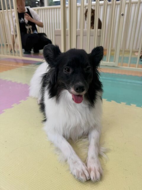 リラちゃん🐶
本日は朝から大好きなマロンちゃんやスタッフとの手遊びをしたりして過ごしていました🤭
午前中に遊びすぎて夕方にはまったりモードで過ごしていました😴
🐾🐶愛犬のお悩みご相談ください🐶🐾
@kenkohmura_official
↑フォロー待ってます↑
〒955-0091 新潟県三条市上須頃大割428−1
☎︎ 0256-35-2571
✉️ info@kenkohmura.jp
HP: http://kenkohmura.jp
LINE: https://lin.ee/7LIz5sb
#犬幸村#犬の幼稚園 #吠える、噛む #犬のしつけ #トイレ
ミックスミックス犬ミックス犬可愛いミックス犬大好きミックス犬倶楽部