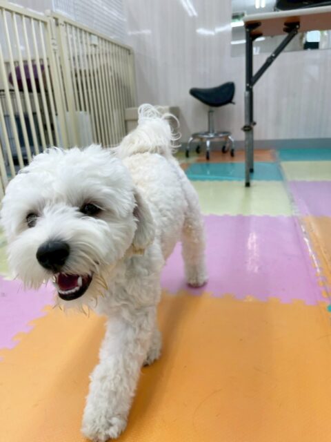 ふうちゃん🐶
今日はきりまるちゃんやちょこたんちゃんと遊んでとても楽しそうでした😆
苦手なお手入れでは頑張って爪切りをさせてくれました👏
🐾🐶愛犬のお悩みご相談ください🐶🐾
@kenkohmura_official
↑フォロー待ってます↑
〒955-0091 新潟県三条市上須頃大割428−1
☎︎ 0256-35-2571
✉️ info@kenkohmura.jp
HP: http://kenkohmura.jp
LINE: https://lin.ee/7LIz5sb
#犬幸村#犬の幼稚園 #吠える、噛む #犬のしつけ #トイレ
ミックス犬 mix犬 ミックス犬だいすき