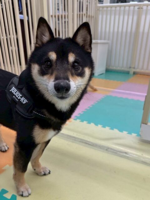 幼稚園体験にきてくれました🐶
最初は他の子達の様子を見ていましたがあっという間に場所に慣れて、楽しそうに走っていました😆
きりまるちゃんやふうちゃんに遊びに誘われたり、沢山話しかけられていました✨
🐾🐶愛犬のお悩みご相談ください🐶🐾
@kenkohmura_official
↑フォロー待ってます↑
〒955-0091 新潟県三条市上須頃大割428−1
☎︎ 0256-35-2571
✉️ info@kenkohmura.jp
HP: http://kenkohmura.jp
LINE: https://lin.ee/7LIz5sb
#犬幸村#犬の幼稚園 #吠える、噛む #犬のしつけ #トイレ
豆柴 まめしば 豆柴だいすき