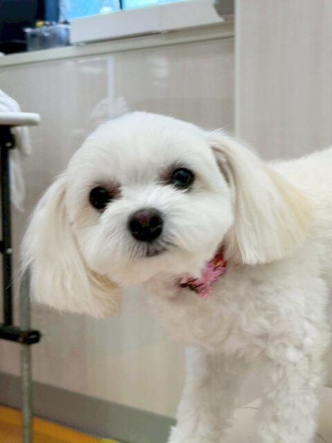 むくちゃん🐶
今日はビビちゃんと匂いを嗅ぎ合ったり、よもぎちゃんに遊ぼうよ！と声をかけたりしていました😊
また、園内を探検しているとププちゃんやマルちゃんからアピールをされていてモテモテでした✨

🐾🐶愛犬のお悩みご相談ください🐶🐾
@kenkohmura_official
 ↑フォロー待ってます↑

〒955-0091 新潟県三条市上須頃大割４２８−１
☎︎ 0256-35-2571
✉️ info@kenkohmura.jp
HP: http://kenkohmura.jp
LINE: https://lin.ee/7LIz5sb

#犬幸村#犬の幼稚園 #吠える、噛む #犬のしつけ #トイレ
ミックス犬　mix犬　ミックス犬だいすき