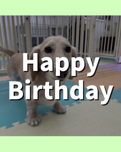シロちゃん🐶
お誕生日おめでとうございます🎂👏🏻
BOSSちゃんに喋りかけたりしていました✨️
歯磨きトレーニング開始して9ヶ月経過しました🦷🪥✨
汚れがつかないようにキープしていきましょう!!
🐾🐶愛犬のお悩みご相談ください🐶🐾
@kenkohmura_official
↑フォロー待ってます↑
〒955-0091 新潟県三条市上須頃大割428−1
☎︎ 0256-35-2571
✉️ info@kenkohmura.jp
HP: http://kenkohmura.jp
LINE: https://lin.ee/7LIz5sb
#犬幸村#犬の幼稚園 #吠える噛む #犬のしつけ #トイレ
ミニチュアダックスフンド ミニチュアダックスフンド可愛い ミニチュアダックスフンド大好き