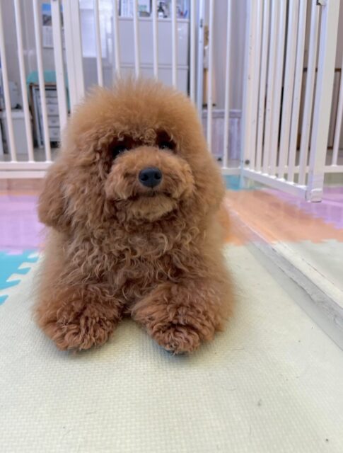 ププちゃん🐶
本日はニコペットのちびっ子達やコジロウちゃん、くうちゃん、BOSSちゃん、ぽん太達と走り回ったり、みんなでワンプロを仕掛けあったりして楽しんでいました🤭
🐾🐶愛犬のお悩みご相談ください🐶🐾
@kenkohmura_official
↑フォロー待ってます↑
〒955-0091 新潟県三条市上須頃大割428−1
☎︎ 0256-35-2571
✉️ info@kenkohmura.jp
HP: http://kenkohmura.jp
LINE: https://lin.ee/7LIz5sb
#犬幸村#犬の幼稚園 #吠える、噛む #犬のしつけ #トイレ
トイプートイプー可愛いトイプー倶楽部トイプー可愛いすぎるトイプー倶楽部
