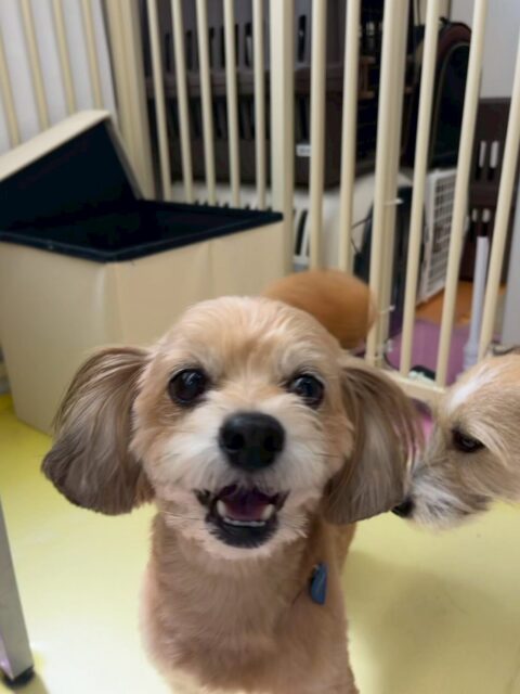 コジロウちゃん🐶
本日もニコペットのちびっ子達と追いかけっこをしたり、二足歩行でワンプロを楽しんだりしていました🤣
他にもBOSSちゃんやくうちゃん達とおしゃべりをしたりして園内にもすっかり慣れました👏
🐾🐶愛犬のお悩みご相談ください🐶🐾
@kenkohmura_official
↑フォロー待ってます↑
〒955-0091 新潟県三条市上須頃大割428−1
☎︎ 0256-35-2571
✉️ info@kenkohmura.jp
HP: http://kenkohmura.jp
LINE: https://lin.ee/7LIz5sb
#犬幸村#犬の幼稚園 #吠える、噛む #犬のしつけ #トイレ
ミックスミックス犬ミックス犬可愛いミックス犬大好きミックス犬可愛いすぎる