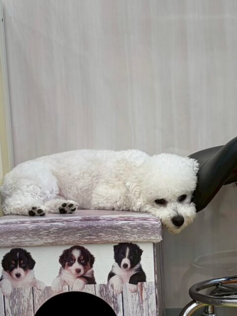 明日は木曜日、休園日です🐶

🐾🐶愛犬のお悩みご相談ください🐶🐾
@kenkohmura_official
 ↑フォロー待ってます↑

〒955-0091 新潟県三条市上須頃大割４２８−１
☎︎ 0256-35-2571
✉️ info@kenkohmura.jp
HP: http://kenkohmura.jp
LINE: https://lin.ee/7LIz5sb

#犬幸村#犬の幼稚園 #吠える、噛む #犬のしつけ #トイレ