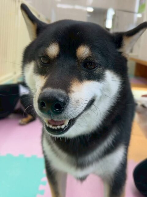 北斗ちゃん🐶
今日は小さい子達と挨拶をしたりマイペース組でまったり過ごしていました😊
お洋服を着る練習もとても上手にできていました👏

🐾🐶愛犬のお悩みご相談ください🐶🐾
@kenkohmura_official
 ↑フォロー待ってます↑

〒955-0091 新潟県三条市上須頃大割４２８−１
☎︎ 0256-35-2571
✉️ info@kenkohmura.jp
HP: http://kenkohmura.jp
LINE: https://lin.ee/7LIz5sb

#犬幸村#犬の幼稚園 #吠える、噛む #犬のしつけ #トイレ
柴犬　柴　しば