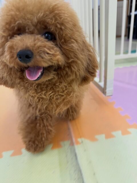 ププちゃん🐶
本日も朝から来園してくれてる子達全員➕スタッフ全員に挨拶をしたり、遊びを誘ってくれて可愛いすぎました😍
🐾🐶愛犬のお悩みご相談ください🐶🐾
@kenkohmura_official
↑フォロー待ってます↑
〒955-0091 新潟県三条市上須頃大割428−1
☎︎ 0256-35-2571
✉️ info@kenkohmura.jp
HP: http://kenkohmura.jp
LINE: https://lin.ee/7LIz5sb
#犬幸村#犬の幼稚園 #吠える、噛む #犬のしつけ #トイレ
トイプートイプー可愛いトイプー倶楽部トイプー可愛いすぎる