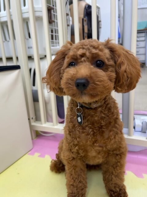 モカちゃん🐶
仲良しのププちゃんとくっついてお昼寝したり、こむぎちゃんを遊びに誘っていました😄
お散歩トレーニングでは上手に歩いていました👏
🐾🐶愛犬のお悩みご相談ください🐶🐾
@kenkohmura_official
 ↑フォロー待ってます↑

〒955-0091 新潟県三条市上須頃大割４２８−１
☎︎ 0256-35-2571
✉️ info@kenkohmura.jp
HP: http://kenkohmura.jp
LINE: https://lin.ee/7LIz5sb

#犬幸村#犬の幼稚園 #吠える噛む #犬のしつけ #トイレ
 トイプードル トイプードル可愛い トイプードル大好き