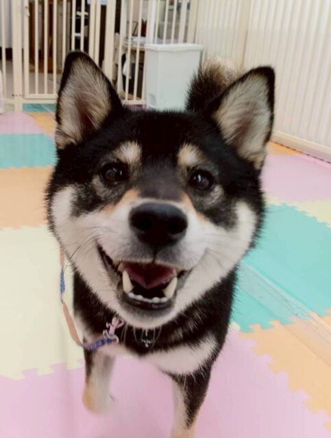 つむぎちゃん🐶
やん丸と挨拶したり、柵越しでモカちゃんと挨拶していました😊
🐾🐶愛犬のお悩みご相談ください🐶🐾
@kenkohmura_official
 ↑フォロー待ってます↑

〒955-0091 新潟県三条市上須頃大割４２８−１
☎︎ 0256-35-2571
✉️ info@kenkohmura.jp
HP: http://kenkohmura.jp
LINE: https://lin.ee/7LIz5sb

#犬幸村#犬の幼稚園 #吠える噛む #犬のしつけ #トイレ
 黒柴 黒柴可愛い 黒柴大好き