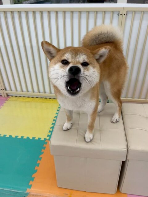 こまちゃん🐶
本日はペリーちゃんやまるちゃん達と激しいおしゃべりをしたり、自分からおしゃべりを仕掛けに行ったりして遊んでいました🤭

🐾🐶愛犬のお悩みご相談ください🐶🐾
@kenkohmura_official
 ↑フォロー待ってます↑

〒955-0091 新潟県三条市上須頃大割４２８−１
☎︎ 0256-35-2571
✉️ info@kenkohmura.jp
HP: http://kenkohmura.jp
LINE: https://lin.ee/7LIz5sb

#犬幸村#犬の幼稚園 #吠える、噛む #犬のしつけ #トイレ
柴犬柴犬可愛い柴犬大好き柴犬倶楽部柴犬可愛いすぎる