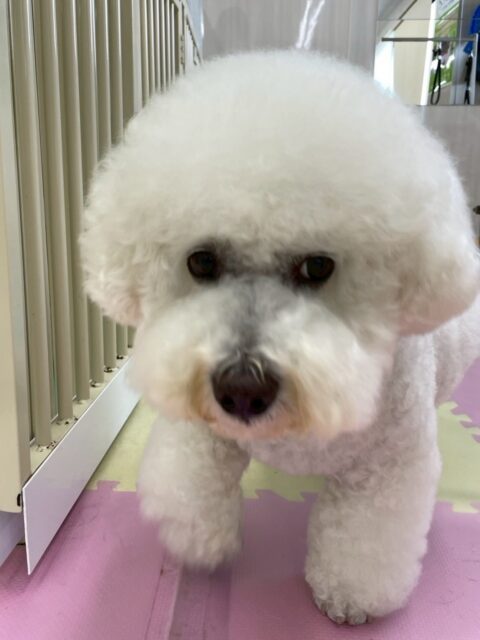 大吉ちゃん🐶
⁡
今日は、ふうちゃんと楽しそうにお喋りしたり、のんびり園内を散策していました！😊
また、カットの時は｢いい子でしょ！｣と言ってそうな顔をしながらカットしてもらっていました！🥰
⁡
🐾🐶愛犬のお悩みご相談ください🐶🐾
@kenkohmura_official
↑フォロー待ってます↑

☎︎ 0〒955-0091 新潟県三条市上須頃大割４２８−１256-35-2571
✉️ info@kenkohmura.jp
HP: http://kenkohmura.jp
LINE: https://lin.ee/7LIz5sb

#犬幸村#犬の幼稚園 #吠える、噛む #犬のしつけ #トイレ ビションフリーゼ ビションフリーゼ可愛い ビションフリーゼ大好きさん