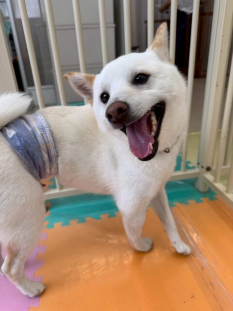 コハクちゃん🐶
本日は朝からはしゃぎすぎて夕方に一回休憩をして、そこからまた大はしゃぎで楽しそうに走り回ったり、ワンプロを仕掛けあったりして過ごしていました🤭

🐾🐶愛犬のお悩みご相談ください🐶🐾
@kenkohmura_official
 ↑フォロー待ってます↑

〒955-0091 新潟県三条市上須頃大割４２８−１
☎︎ 0256-35-2571
✉️ info@kenkohmura.jp
HP: http://kenkohmura.jp
LINE: https://lin.ee/7LIz5sb

#犬幸村#犬の幼稚園 #吠える、噛む #犬のしつけ #トイレ
柴犬柴犬可愛い柴犬大好き柴犬倶楽部柴犬可愛いすぎる