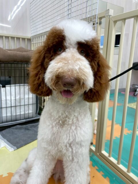 バロンちゃん🐶
体験に来たこと挨拶したり、ニコペットにいる子達と楽しそうに遊んでいました😊
顔周りのカットも頑張っていました👏
🐾🐶愛犬のお悩みご相談ください🐶🐾
@kenkohmura_official
 ↑フォロー待ってます↑

〒955-0091 新潟県三条市上須頃大割４２８−１
☎︎ 0256-35-2571
✉️ info@kenkohmura.jp
HP: http://kenkohmura.jp
LINE: https://lin.ee/7LIz5sb

#犬幸村#犬の幼稚園 #吠える噛む #犬のしつけ #トイレ
 スタンダードプードル スタンダードプードル可愛い スタンダードプードル大好き