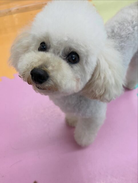 こむぎちゃん🐶
ロンちゃんやモコちゃんに遊びに誘われていました😆
しつこいと叱っていたりみんなのお姉ちゃんしていました😊
🐾🐶愛犬のお悩みご相談ください🐶🐾
@kenkohmura_official
 ↑フォロー待ってます↑

〒955-0091 新潟県三条市上須頃大割４２８−１
☎︎ 0256-35-2571
✉️ info@kenkohmura.jp
HP: http://kenkohmura.jp
LINE: https://lin.ee/7LIz5sb

#犬幸村#犬の幼稚園 #吠える噛む #犬のしつけ #トイレ
 トイプードル トイプードル可愛い トイプードル大好き