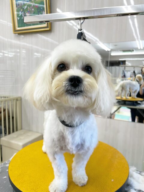 もねちゃん🐶
今日はコロンちゃんやコタローちゃんとプロレスごっこをして楽しそうでした😊
カットもとてもお利口さんでした👏

🐾🐶愛犬のお悩みご相談ください🐶🐾
@kenkohmura_official
 ↑フォロー待ってます↑

〒955-0091 新潟県三条市上須頃大割４２８−１
☎︎ 0256-35-2571
✉️ info@kenkohmura.jp
HP: http://kenkohmura.jp
LINE: https://lin.ee/7LIz5sb

#犬幸村#犬の幼稚園 #吠える、噛む #犬のしつけ #トイレ
ミックス犬　mix犬　ミックス犬だいすき