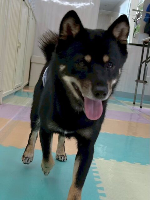 コタローちゃん🐶
本日歯磨きトレーニングを開始して1年が経ちました🦷
歯の状態は変わらず綺麗にキープされています‼️ただ奥歯が少し汚れて来たのでキープを目指して頑張りましょう✊

園内ではつむぎちゃんや小珀ちゃん達と激しくワンプロを仕掛けあったり、お話あったりして過ごしていました🤭

🐾🐶愛犬のお悩みご相談ください🐶🐾
@kenkohmura_official
 ↑フォロー待ってます↑

〒955-0091 新潟県三条市上須頃大割４２８−１
☎︎ 0256-35-2571
✉️ info@kenkohmura.jp
HP: http://kenkohmura.jp
LINE: https://lin.ee/7LIz5sb

#犬幸村#犬の幼稚園 #吠える、噛む #犬のしつけ #トイレ
柴犬柴犬可愛い柴犬大好き柴犬倶楽部柴犬可愛いすぎる