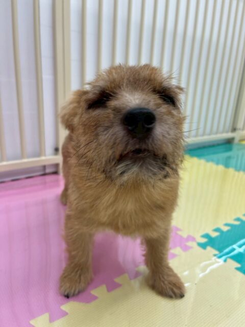 本日の鶴丸🐶
本日はモカちゃんやらぶちゃん達に遊びを誘ったりしましたが振られていました😅ですが、みんながその後に遊びを誘ったりしてくれてみんなと走り回ったりできていて満足そうでした🤭

🐾🐶愛犬のお悩みご相談ください🐶🐾
@kenkohmura_official
 ↑フォロー待ってます↑

〒955-0091 新潟県三条市上須頃大割４２８−１
☎︎ 0256-35-2571
✉️ info@kenkohmura.jp
HP: http://kenkohmura.jp
LINE: https://lin.ee/7LIz5sb

#犬幸村#犬の幼稚園 #吠える、噛む #犬のしつけ #トイレ
ノーリッチテリアノーリッチテリア可愛いノーリッチテリア倶楽部ノーリッチテリア可愛すぎる