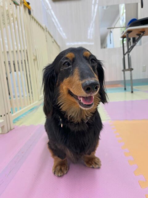 クッキーちゃん🐶
ニコニコ笑顔が可愛い写真撮れました📷 ́͏̖-
ニコペットにいる子達に遊びに誘われたり、午後からはまったりしていました🙌
🐾🐶愛犬のお悩みご相談ください🐶🐾
@kenkohmura_official
 ↑フォロー待ってます↑

〒955-0091 新潟県三条市上須頃大割４２８−１
☎︎ 0256-35-2571
✉️ info@kenkohmura.jp
HP: http://kenkohmura.jp
LINE: https://lin.ee/7LIz5sb

#犬幸村#犬の幼稚園 #吠える噛む #犬のしつけ #トイレ
 ミニチュアダックスフンド ミニチュアダックスフンド可愛い ミニチュアダックスフンド大好き