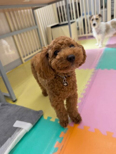 モカちゃん🐶
本日もテンションマックスで走り回ったり、みんなで激しいワンプロを仕掛けあったりして過ごしていました🤭
夕方には疲れたのかおやすみタイムでゆっくりまったりしていました🤣

🐾🐶愛犬のお悩みご相談ください🐶🐾
@kenkohmura_official
 ↑フォロー待ってます↑

〒955-0091 新潟県三条市上須頃大割４２８−１
☎︎ 0256-35-2571
✉️ info@kenkohmura.jp
HP: http://kenkohmura.jp
LINE: https://lin.ee/7LIz5sb

#犬幸村#犬の幼稚園 #吠える、噛む #犬のしつけ #トイレ
トイプートイプー可愛いトイプー倶楽部トイプー大好きトイプー可愛いすぎる