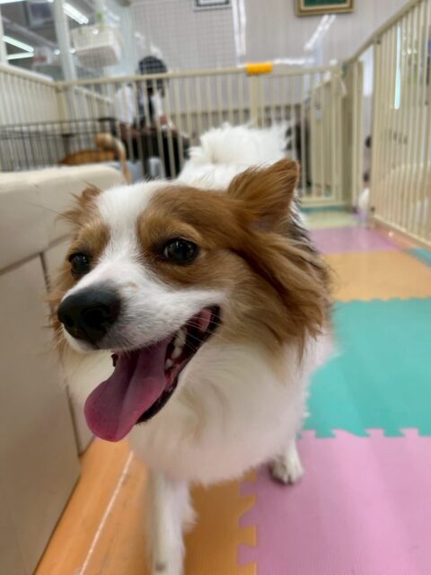 マロンちゃん🐶
本日歯磨きトレーニングを開始して1年10ヶ月が経ちました
歯の状態すごく綺麗にキープできています‼️このまま継続していきましょう✊

園内では、朝から夕方までまるちゃんに遊びに誘われてしつこいよ‼️とブチギレていました🤣
他にも走り回ったり、追いかけっこをしたりして楽しんでいました👍

🐾🐶愛犬のお悩みご相談ください🐶🐾
@kenkohmura_official
 ↑フォロー待ってます↑

〒955-0091 新潟県三条市上須頃大割４２８−１
☎︎ 0256-35-2571
✉️ info@kenkohmura.jp
HP: http://kenkohmura.jp
LINE: https://lin.ee/7LIz5sb

#犬幸村#犬の幼稚園 #吠える、噛む #犬のしつけ #トイレ
パピヨンパピヨン可愛いパピヨン倶楽部パピヨン大好きパピヨン可愛いパピヨン可愛すぎる