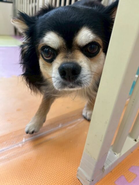 ゴロー丸ちゃん🐶
本日はいつもお散歩をしてもらっているスタッフから爪切りや手で触る練習をしたりしてすごく頑張っていました👍
園内は同じくチワワのスタッフ犬に興味津々‼️匂いを嗅いだり、挨拶をしたりしてコミュニケーションをとったりして過ごしていました🤭
🐾🐶愛犬のお悩みご相談ください🐶🐾
@kenkohmura_official
↑フォロー待ってます↑
〒955-0091 新潟県三条市上須頃大割428−1
☎︎ 0256-35-2571
✉️ info@kenkohmura.jp
HP: http://kenkohmura.jp
LINE: https://lin.ee/7LIz5sb
#犬幸村#犬の幼稚園 #吠える、噛む #犬のしつけ #トイレ
チワワチワワ可愛いチワワ大好きチワワ倶楽部チワワ可愛いすぎる