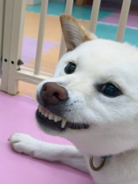 小珀ちゃん🐶
本日歯磨きトレーニングを開始して1年3ヶ月が経ちました
歯の状態は上の方が少し汚れて来ましたが、かなり綺麗に保てているのでこれ以上汚れないように、頑張っていきましょう✊

園内ではコタローちゃんやコロンちゃん、つむぎちゃん達と走り回ったり、みんなでワンプロを仕掛けあったりして、激しく楽しく遊んで過ごしていました👍

🐾🐶愛犬のお悩みご相談ください🐶🐾
@kenkohmura_official
 ↑フォロー待ってます↑

〒955-0091 新潟県三条市上須頃大割４２８−１
☎︎ 0256-35-2571
✉️ info@kenkohmura.jp
HP: http://kenkohmura.jp
LINE: https://lin.ee/7LIz5sb

#犬幸村#犬の幼稚園 #吠える、噛む #犬のしつけ #トイレ
柴犬柴犬可愛い柴犬大好き柴犬倶楽部