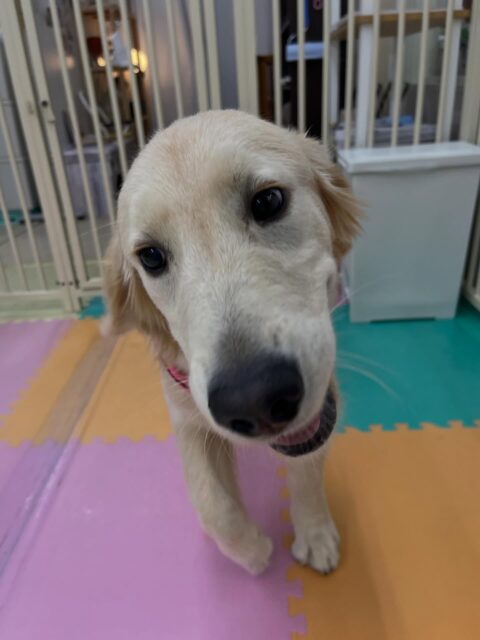 幼稚園体験に来てくれました🐶
初めは緊張していましたが、なれてきたら走り回ったりして遊んで楽しそうでした🎶
🐾🐶愛犬のお悩みご相談ください🐶🐾
@kenkohmura_official
 ↑フォロー待ってます↑

〒955-0091 新潟県三条市上須頃大割４２８−１
☎︎ 0256-35-2571
✉️ info@kenkohmura.jp
HP: http://kenkohmura.jp
LINE: https://lin.ee/7LIz5sb

#犬幸村#犬の幼稚園 #吠える噛む #犬のしつけ #トイレ
 ゴールデンレトリバー ゴールデンレトリバー可愛い  ゴールデンレトリバー大好き