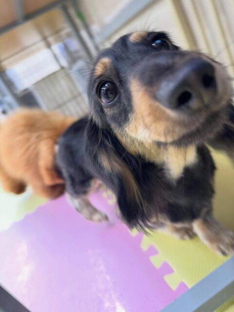 カルムちゃん🐶
本日はバッサリカットされて夏仕様に‼️これで暑い夏も乗り越えられそうですね👍

園内では大好きなププちゃんと楽しそうに遊び回ったり、みんなでワンプロを仕掛けあったりして過ごしていました🤭

🐾🐶愛犬のお悩みご相談ください🐶🐾
@kenkohmura_official
 ↑フォロー待ってます↑

〒955-0091 新潟県三条市上須頃大割４２８−１
☎︎ 0256-35-2571
✉️ info@kenkohmura.jp
HP: http://kenkohmura.jp
LINE: https://lin.ee/7LIz5sb

#犬幸村#犬の幼稚園 #吠える、噛む #犬のしつけ #トイレ
ダックスダックスカニヘンダックス可愛いダックス倶楽部