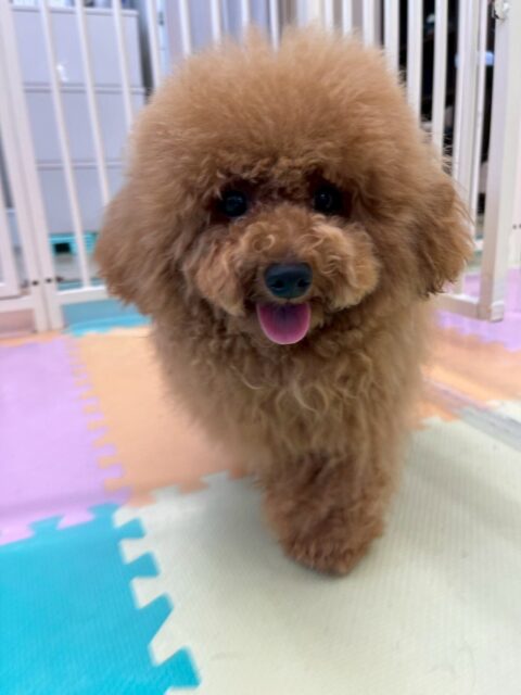 ププちゃん🐶
本日は大好きなカルムちゃんや、まるちゃん達と楽しそうに走り回ったり、みんなでワンプロを仕掛けあったりして過ごしていました🤭

🐾🐶愛犬のお悩みご相談ください🐶🐾
@kenkohmura_official
 ↑フォロー待ってます↑

〒955-0091 新潟県三条市上須頃大割４２８−１
☎︎ 0256-35-2571
✉️ info@kenkohmura.jp
HP: http://kenkohmura.jp
LINE: https://lin.ee/7LIz5sb

#犬幸村#犬の幼稚園 #吠える、噛む #犬のしつけ #トイレ
トイプートイプー可愛いトイプー倶楽部トイプー可愛いすぎるトイプー大好き